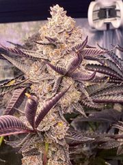 Cannabis - Image 6
