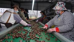 Chinese Tai Shan chestnut - Image 4