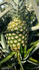Fresh Golden Pineapple - Image 2