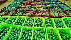 Avocado - Image 2