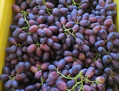 Premium Class 1 Seedless Grapes Now available from South Africa, 100% Organic, NEW CROPS!! – product photo 5, product detail gallery