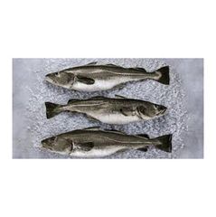 Cheap Fresh Cod Skrei Fish – product photo 4, product detail gallery