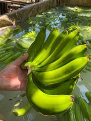 Banana – product photo 1, product detail gallery