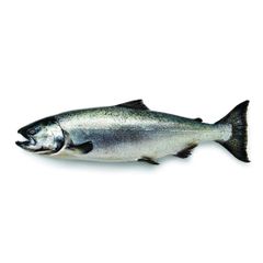 Hot Sale Price Of FRESH NORWEGIAN SALMON 1 KG For Sale - Image 5