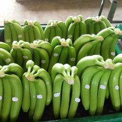 Natural Fresh Cavendish Banana Export from Vietnam with Consistent Quality for Global Wholesale Buyers - Image 3