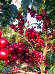 Coffe Beans Robusta From Indonesia – product photo 3, product detail gallery