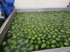 High Quality Fresh Avocado, Farm-to-Table traceable – product photo 2, product detail gallery