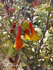 Rhododendron Brassii Sleumer - Image 4