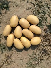 Fresh Potatos – product photo 1, product detail gallery