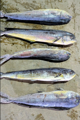 FROZEN MAJHI MAHI - HIGH QUALITY - Image 2