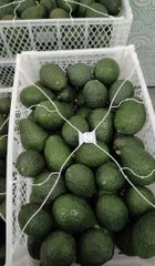 Fresh Hass Avocados - Image 2