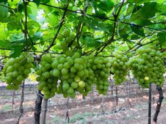 Table Grapes (080610) - Image 5