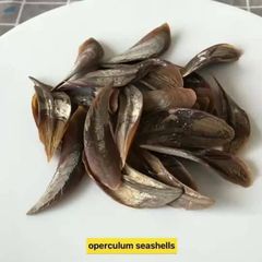 Openculum Seashells - Image 1