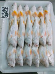 Yellow Croaker Type Frozen Material Yellow Croaker Place of Origin Indonesia Processing Type Block Frozen Shelf Life 24 months at - Image 3