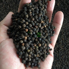 Black Pepper Whole Dried From Indonesia Place of Origin - Image 2
