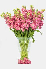 Alelí Mathiola Stock Packaging Details QB Color Signature scent Cultivation Type Exportation Scent Character Spicy, - Image 5