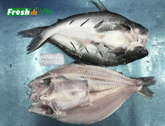 Frozen Fish