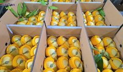 Vietnam Fresh Cat Chu Mango – Premium Export Quality | GAP-Certified Vietnamese Mango Supplier – product photo 3, product detail gallery
