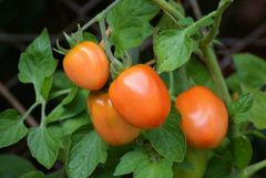 Tanzania Fresh tomato Color Red Texture Firm Packaging box Shelf Life Long Place of Origin Tanzania Packing Method Clean And Carefully Packed - Image 1
