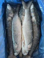 frozen grey mullet gutted - Image 1