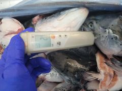 Frozen Salmon heads for export CIP Main port Asia - Image 4