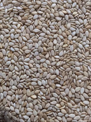 Sesame seeds – product photo 1, product detail gallery