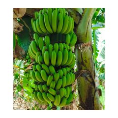 Most selling Premium Quality Fresh Bananas from Indian Supplier Buy Now at Affordable Price – product photo 3, product detail gallery