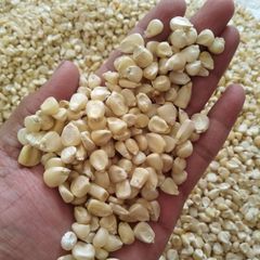Non GMO White Corn & White Corn Maize for Human & Animal Feed Dried White Maize/Corn - Image 2