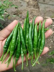Green Chilies - Image 2