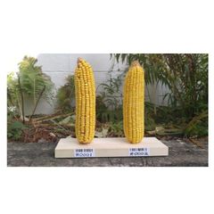 Fresh Sweet Corn on Cob Premium Yellow Corn Bulk Wholesale Farm Fresh Supply - Image 2