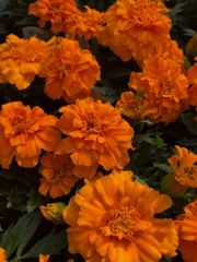 Marigolds – product photo 3, product detail gallery