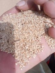 Sesame Seeds – product photo 1, product detail gallery