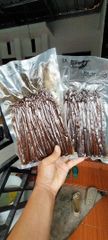 Vanilla Bean - Image 1
