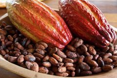 Sri Lanka Organic Dry Cocoa Beans – product photo 4, product detail gallery