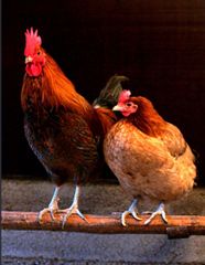 “Frozen chicken and poultry” – product photo 1, product detail gallery