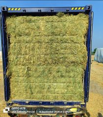 Rhodes Grass Hay A+ Premium Quality | Pakistan Export | Livestock Feed Bulk Supplier - Image 5