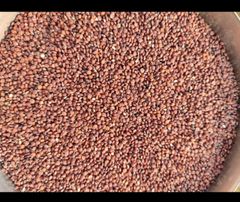 Red Quinoa Seeds, Regular Size, Purity - 99.9 %, Indian Origin - Image 2