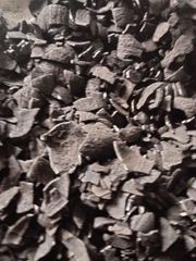COCONUT SHELL CHARCHOAL - Image 1