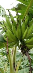 Yellow Banana (YB Nendran Banana) - Image 1