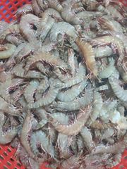 Flower Prawns ( Peanus Semisalcatus ) - Image 1
