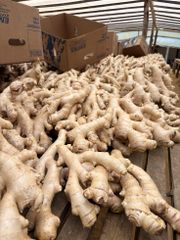 Premium Quality Fresh Ginger Root Wholesale Fresh Vegetables Ginger Bulk Stock At Wholesale Cheap Price - Image 3