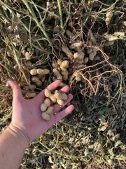 Peanut - Image 1