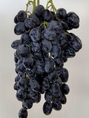 Superior Grade Autumn Royal Seedless Grapes for Sale!! Class 1 quality Black Seedless Grapes from South Africa – product photo 4, product detail gallery
