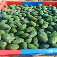 Organic Fresh Avocado, Premium Grade, Nutrient-Rich Fruit, Perfect for Cooking & Healthy Eating - Image 4