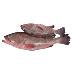 FROZEN REEF COD Shelf Life 2 YEARS Texture Firm White Meat Flavor Delicate, Savory Packaging 20 Kg Ctn (IWP) Packaging Type Running Weight - Image 1