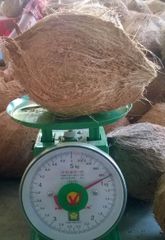 Semi Husked Coconut - Image 3