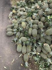 Pineapple - Image 2