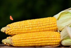 Yellow Corn – product photo 1, product detail gallery