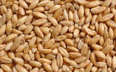 Wheat – product photo 1, product detail gallery
