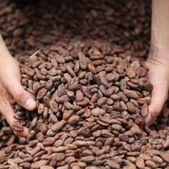 Finest Cocoa Beans Offering Rich Taste Smooth Aroma For Chocolate Production Bakery Ingredients And Food Processing - Image 2